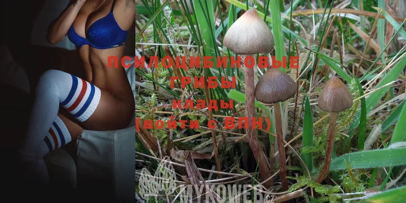 купить наркотики сайты  kraken ССЫЛКА  Галлюциногенные грибы MAGIC MUSHROOMS  Дубна 